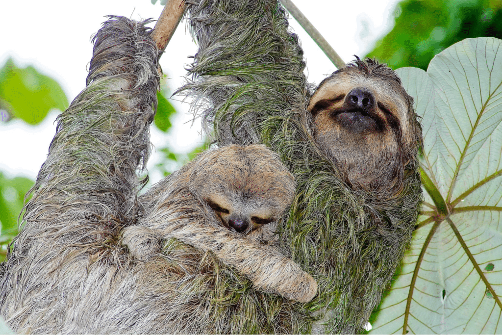 COSTARICA.COM: Your Gateway to Authentic Travel Experiences