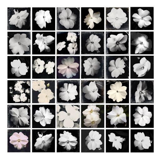 Veritas Contemporary Presents Fine Art Photographer Adriane Stark at Hamptons Fine Art Fair