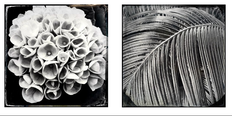 Veritas Contemporary Presents Fine Art Photographer Adriane Stark at Hamptons Fine Art Fair