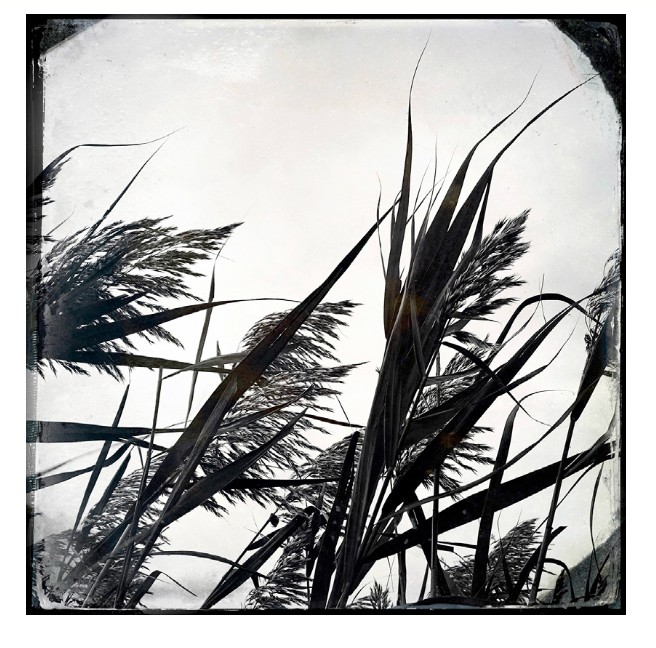 Veritas Contemporary Presents Fine Art Photographer Adriane Stark at Hamptons Fine Art Fair