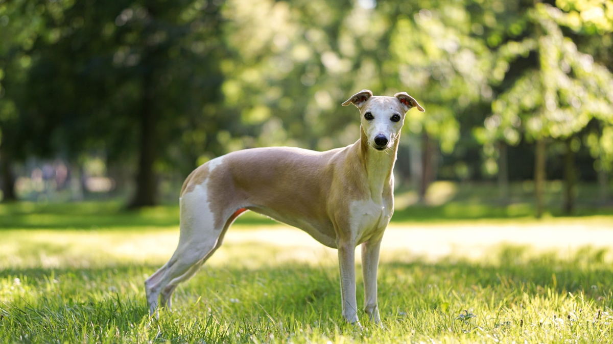 Organic Beverage Pioneer Graasi Partners With Greyhound Rescue Organization to Support Vulnerable Sighthounds
