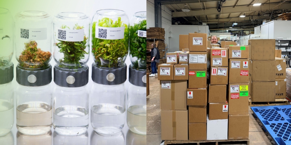 How Plant Cell Technology Is Influencing Biotech Manufacturing in the U.S.