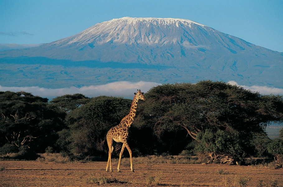 Tanzania Safaris and Mount Kilimanjaro Climbing Trips