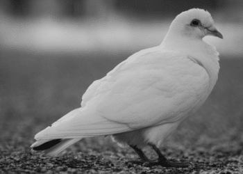 Who Is White Dove? Get to Know the Revolutionary Artista