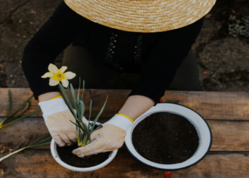 GIY Plants: A Comprehensive Guide to Gardening and Houseplants