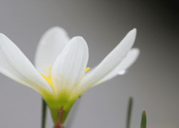 “God with Me” – A Story of Finding Faith in the Face of Adversities