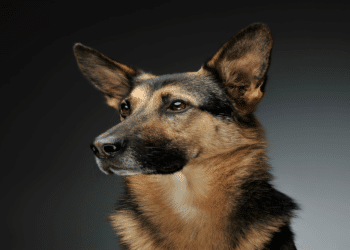 Black Short-Haired German Shepherd Puppies: A Guide to Finding Your Perfect Pet in North Carolina