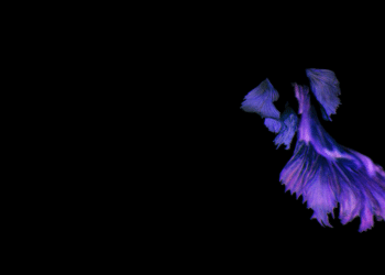 All You Need To Know About Purple Betta Fish