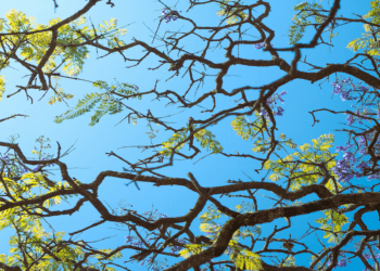 Sam Scoten on Bridging the Gap Between Tech Startups and Environmental Goals