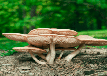 The Most Potent Magic Mushroom Is Going Viral Right Now