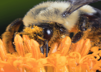 From Bees to Machines: The Journey of Edete’s Innovative Precision Pollination Technology
