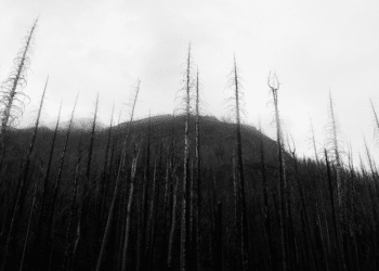 Unraveling Shadows: “Mylo128” – A Heart-Pounding Thriller That Delves into the Dark Side of Genetic Experimentation