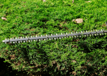 Preserving Daly City’s Green Legacy: The Vital Role of Imperial Tree Removal Service