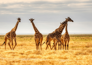 Plan Your Dream Safari to the Okavango Delta Botswana