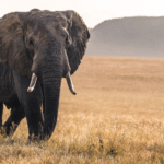 The Mysterious Elephant Deaths in Zimbabwe