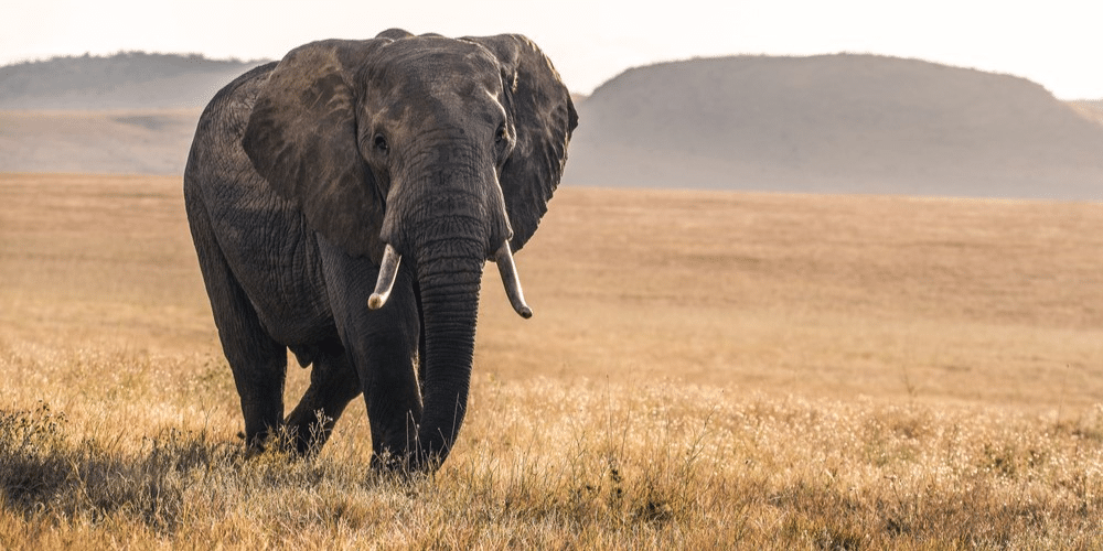 The Mysterious Elephant Deaths in Zimbabwe
