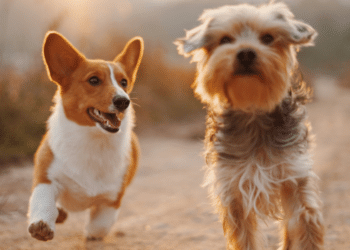 The Ultimate Guide to Pet Health and Wellness in the City