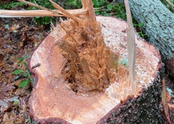 Prime Tree Service: Expert Stump Removal and Grinding in Lodi
