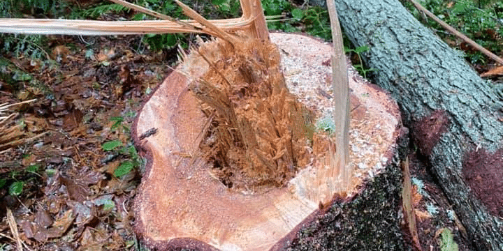 Prime Tree Service: Expert Stump Removal and Grinding in Lodi