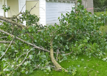 Expert Palm Tree Care and Maintenance: A Commitment to Safety, Satisfaction, and Environmental Responsibility by Swell Emergency Tree Removal Service