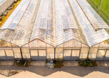 Innovative Breakthroughs in Plant Biomass Conversion: Paving the Way for a Sustainable Future