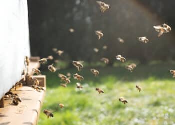 Do Not Miss These Signs of Colony Distress