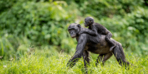 Exploring the Similarities Between Bonobos and Humans