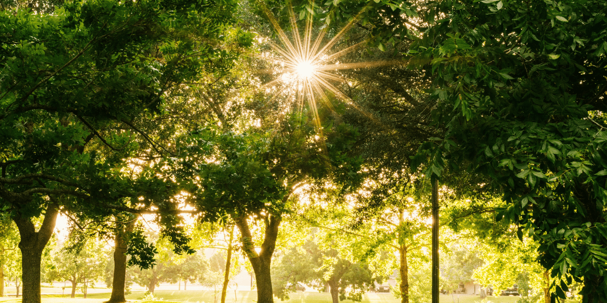 Things to See and Do in Forest Park, St. Louis