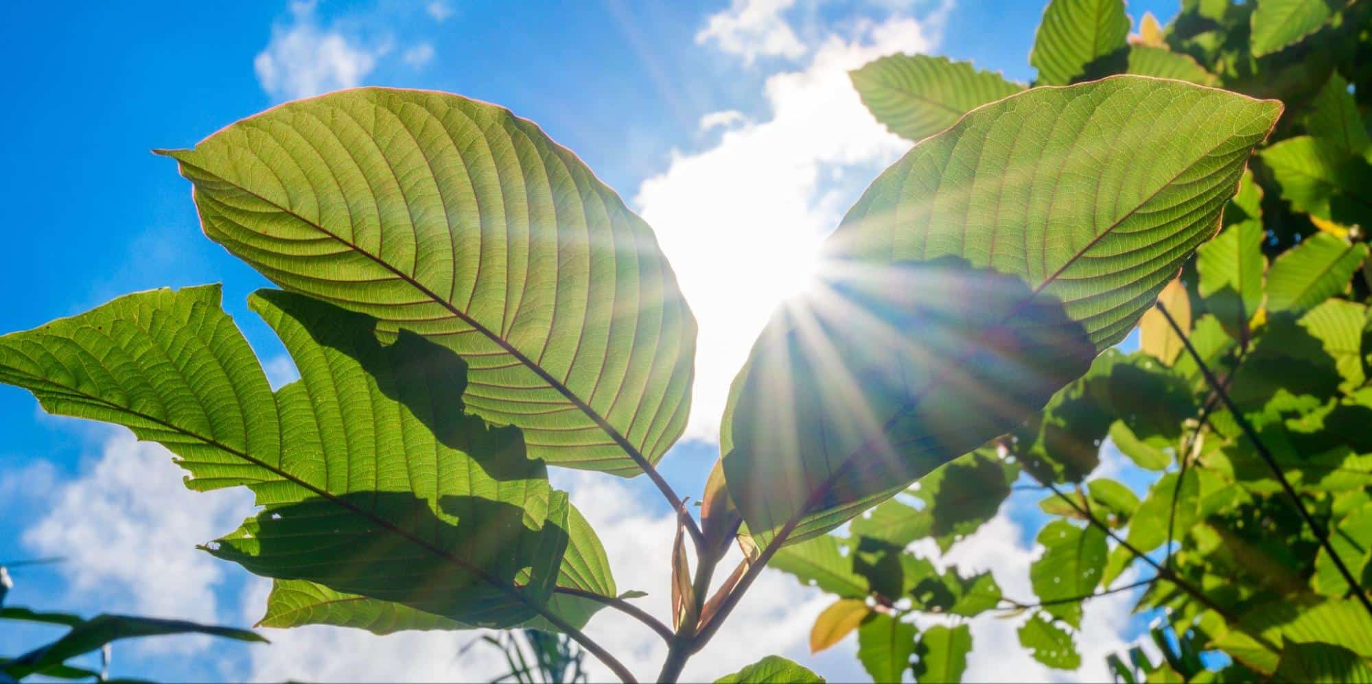 Types of Kratom: Guide To Kratom Strains