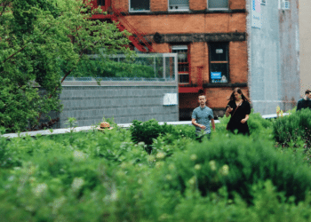 Urban Gardening Services Flourish Amidst Skyscrapers