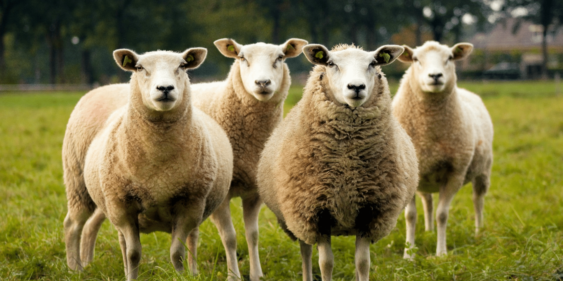The Ethical Considerations of Animal Cloning