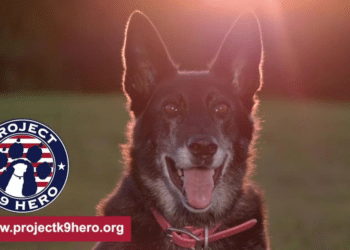 A Voice for the Voiceless Pledges Unwavering Support for Retired Police K-9s and Military Working Dogs