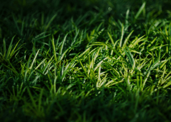 Sunila Dang Highlights The Power of Grassroots Movements in Driving Environmental Change