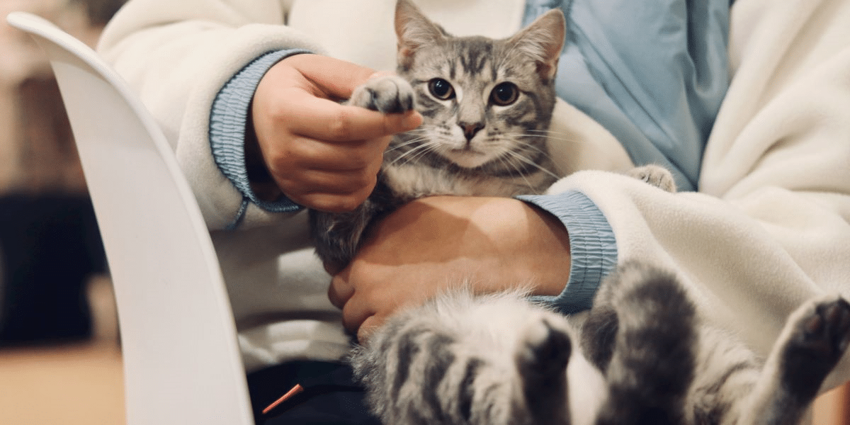 P3 Technologies: Simplified and Affordable Pet Care Solutions