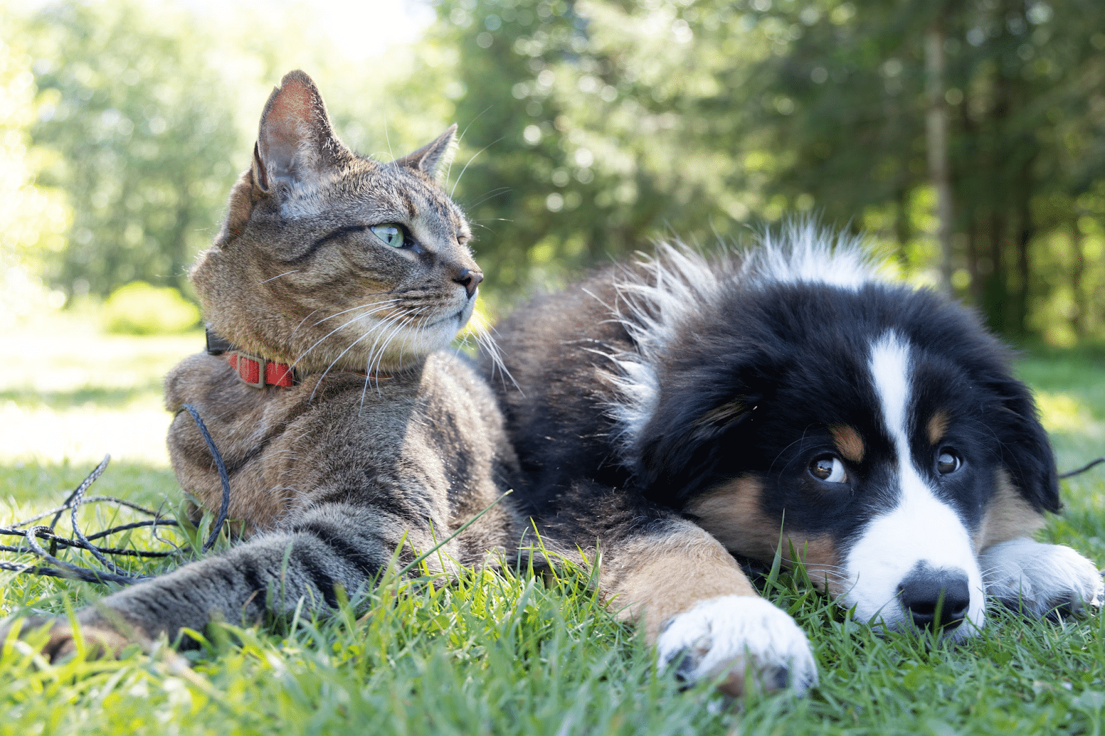 How To Ensure Your Pet's Wellness During Vacations