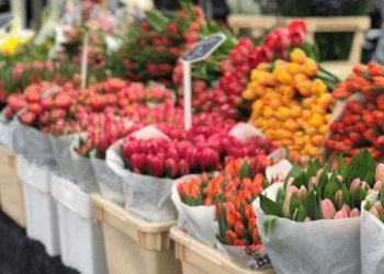 Handy Flowers Blooming Brilliance Transforming London's Landscape