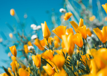 Spring Cleaning and Beyond Revitalizing Your Home for the Season Ahead