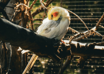 Stressed Cockatiels Understanding and Alleviating Avian Anxiety