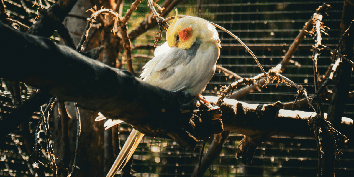 Stressed Cockatiels Understanding and Alleviating Avian Anxiety