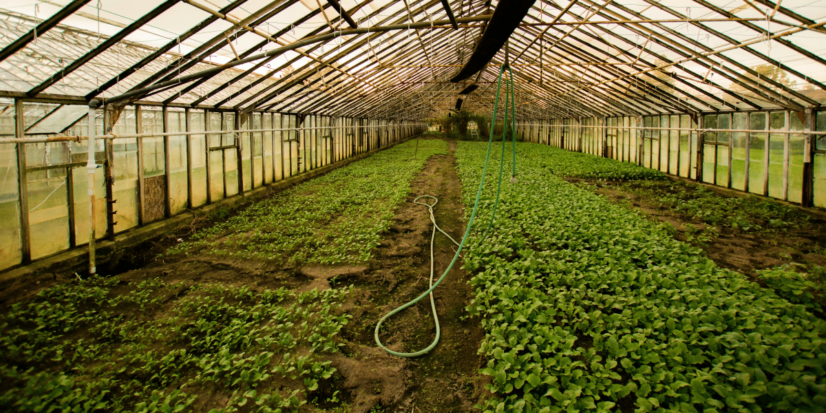 TN Nursery Offers Sustainable Solutions for Native Plants