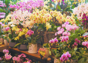 FlowerDelivery Pioneering Excellence in UK Floral Delivery