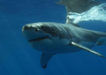 Jaws Turns 49 Mike Fleiss Shares Release Day Memory