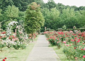 London Gardeners Bespoke Designs for Sustainable Gardens