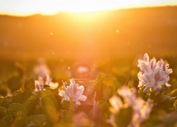 Momoko Uno's 'Bringing Sunshine Back to My Mind' Sparks Joy