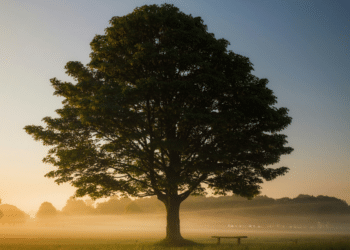 Monastic Academy Approach to Education Community Building