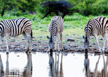 The Journey of a Travel Photographer Andrew Pateras's Success Story