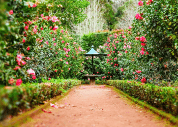 The Therapeutic Joy of Assisted Living Gardening