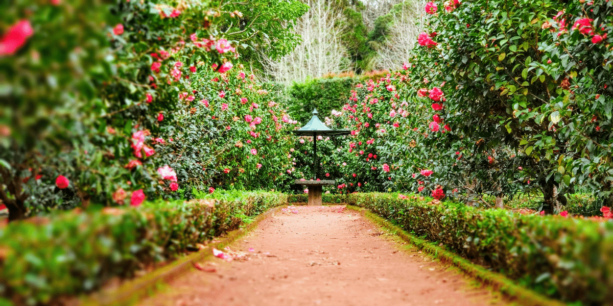 The Therapeutic Joy of Assisted Living Gardening