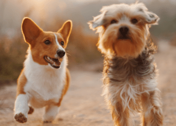 The Vital Role of Dental Care in Maintaining Your Dog's Health