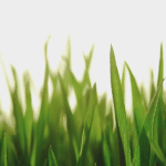 Tips to Know for Mowing Your Grass During the Summertime